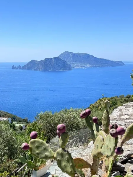 Capri dietro la curva