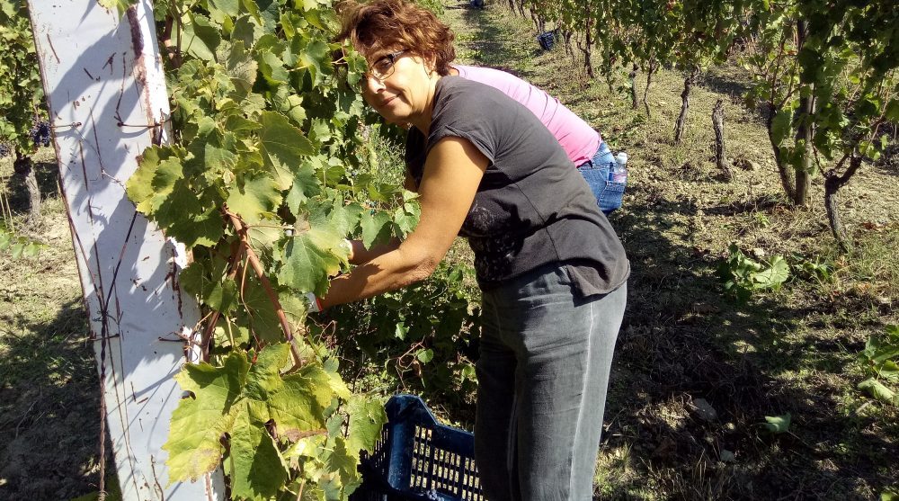 Paola De Conciliis Cilento storie di vini e uomini lontani dalla