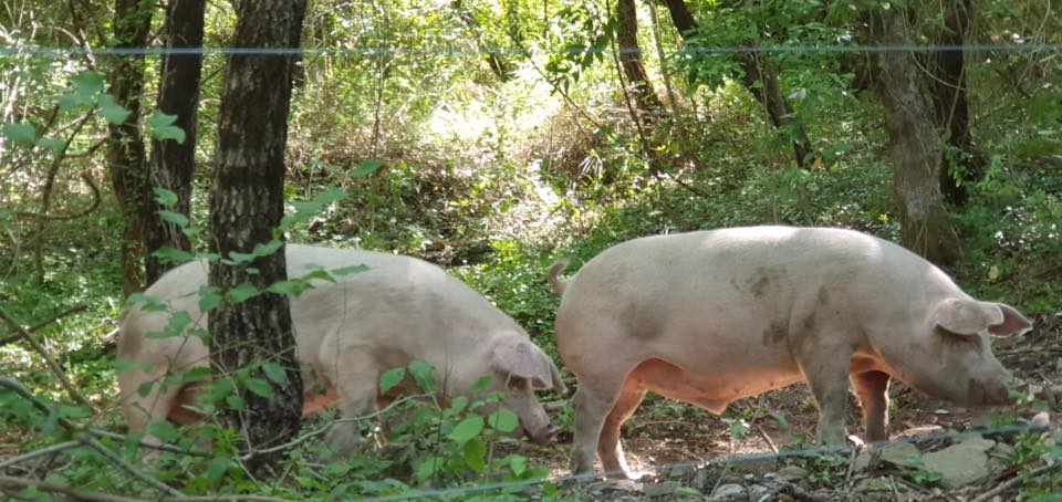 Piccolo Salumificio Artigianale, i maiali allo stato brado