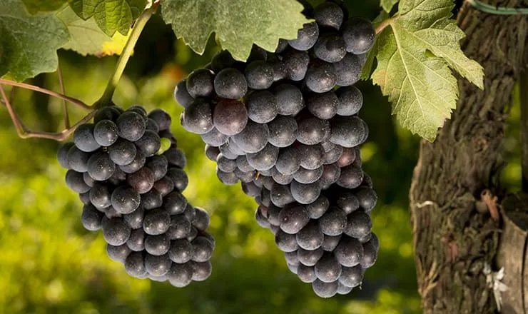 Pinot Nero – il Vitigno