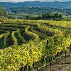Friuli paesaggio viticolo