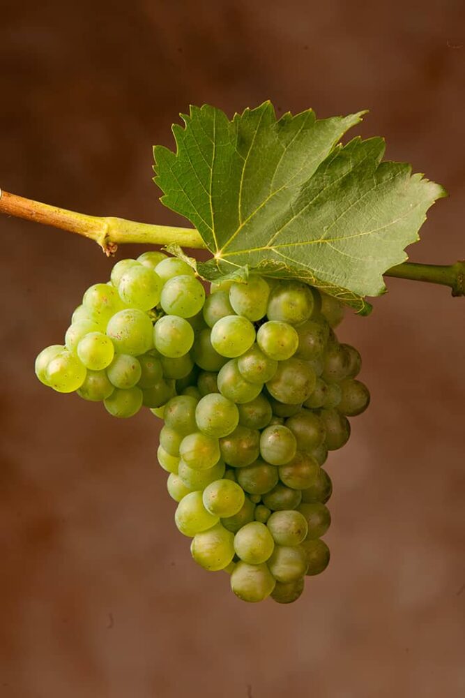 Sauvignon - grappolo