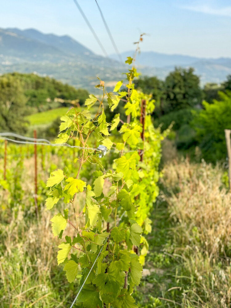 Vigna di Casavecchia - Canestrini Wine