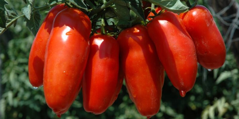 pomodoro san marzano - assessorato agricoltura Regione Campania