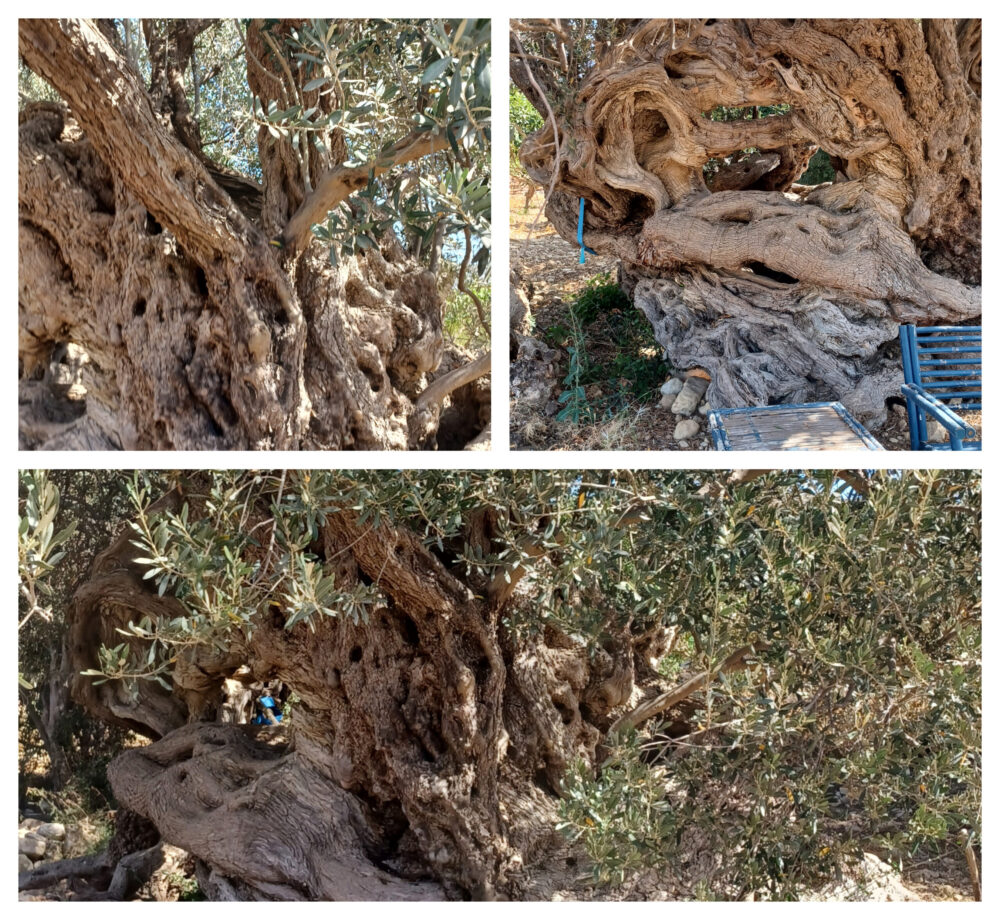 A Castelluzzo, il wild site di San Vito Lo Capo tra Bagli, Olio e Mare