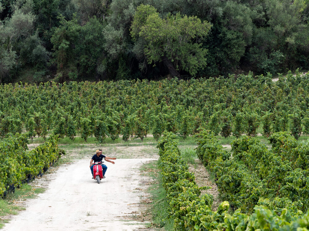 Noto. Azienda Agricola Zisola