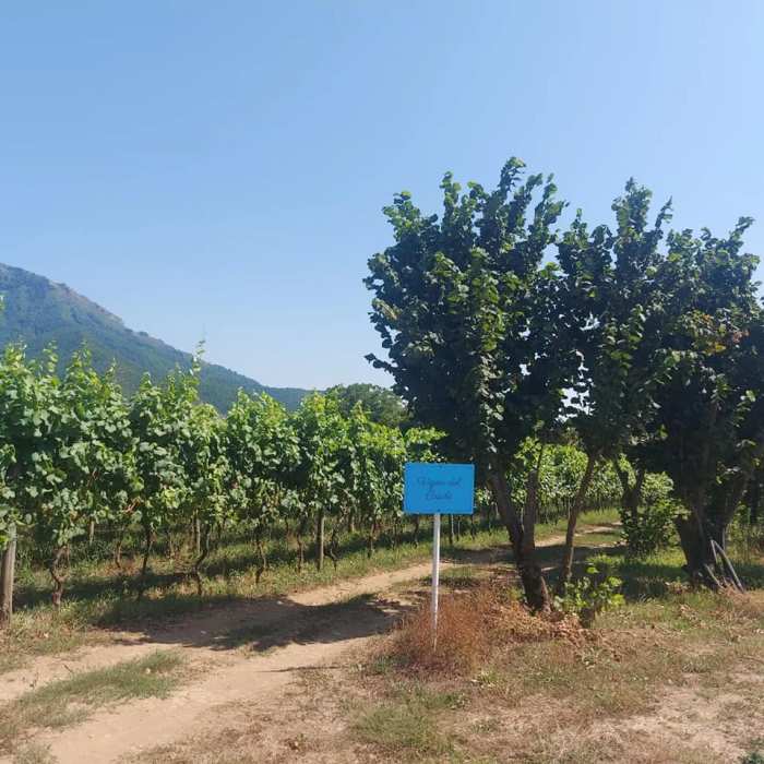 Bluuguerritore, la vigna