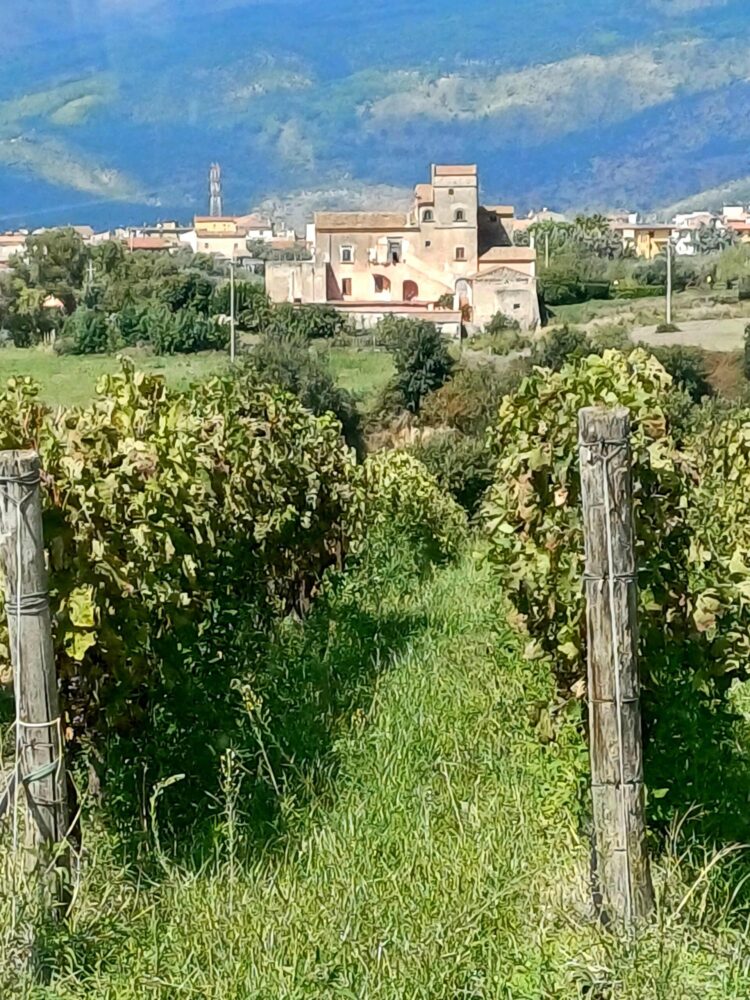 Tenuta San Castrese