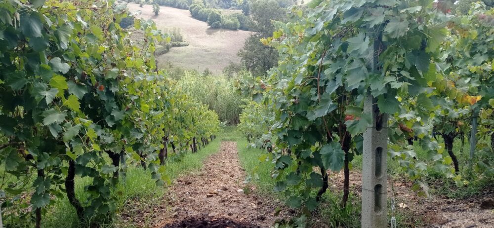 Vigna all'Agriturismo La Contadina