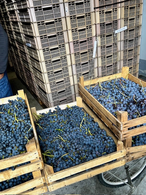 Farina Wines - Uve Corvina, Corvinone e Rondfinella in appassimento