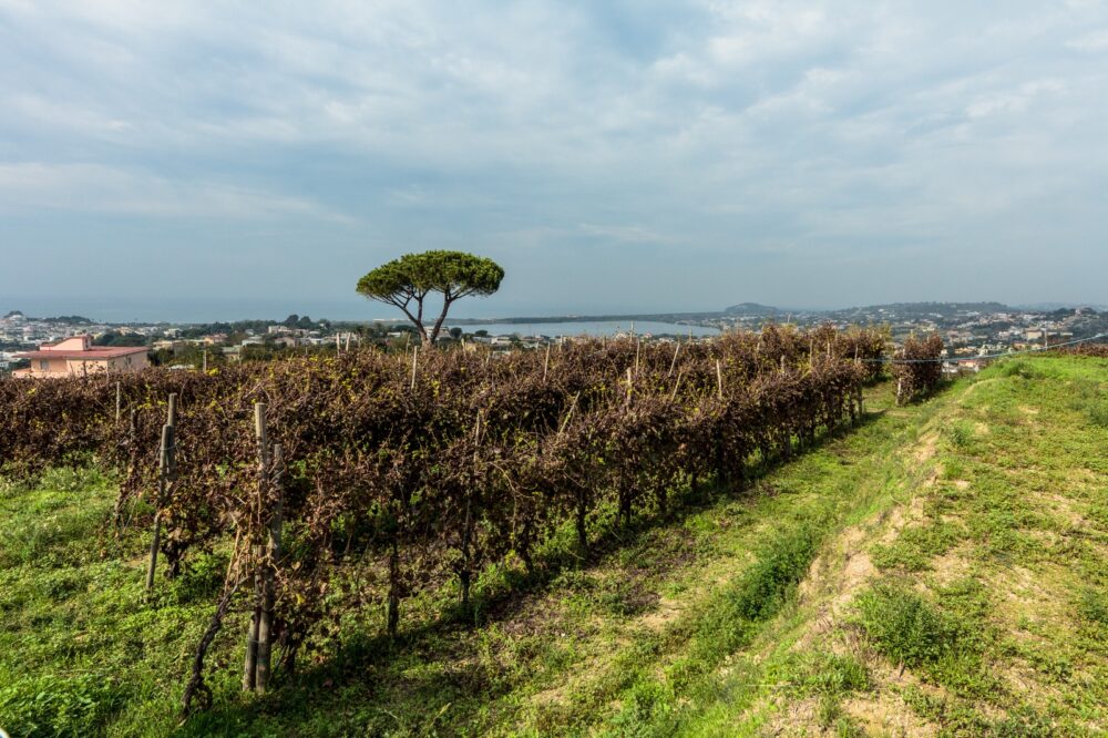 Vigna Cantine del Mare dal 2018 Cru Terrazze Romane