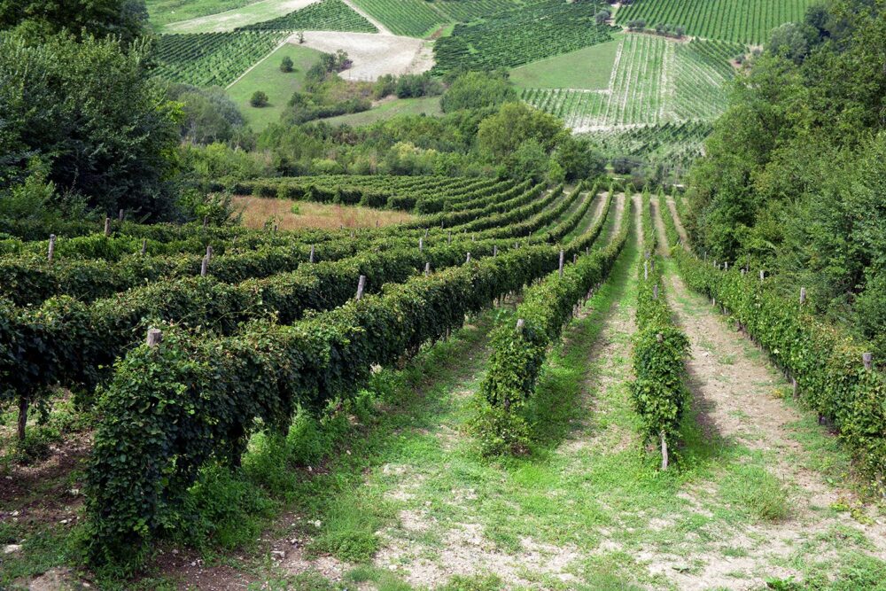 Tenuta Pietrafusa i vigneti