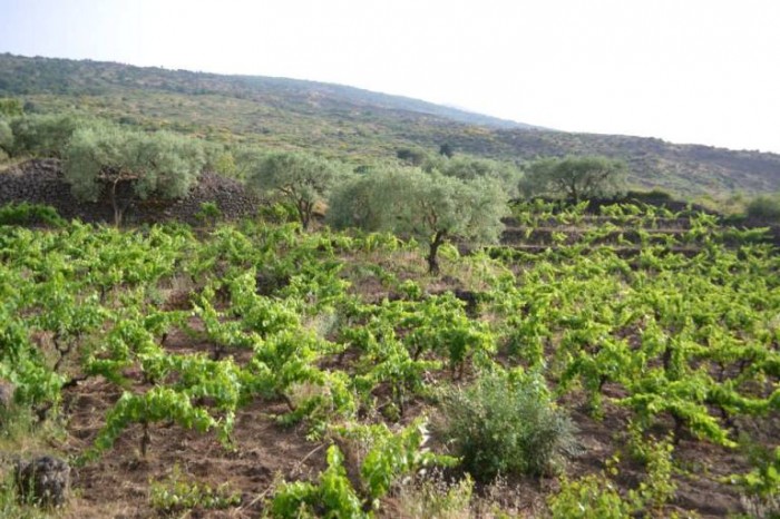 Pietradolce Vigna Barbagalli