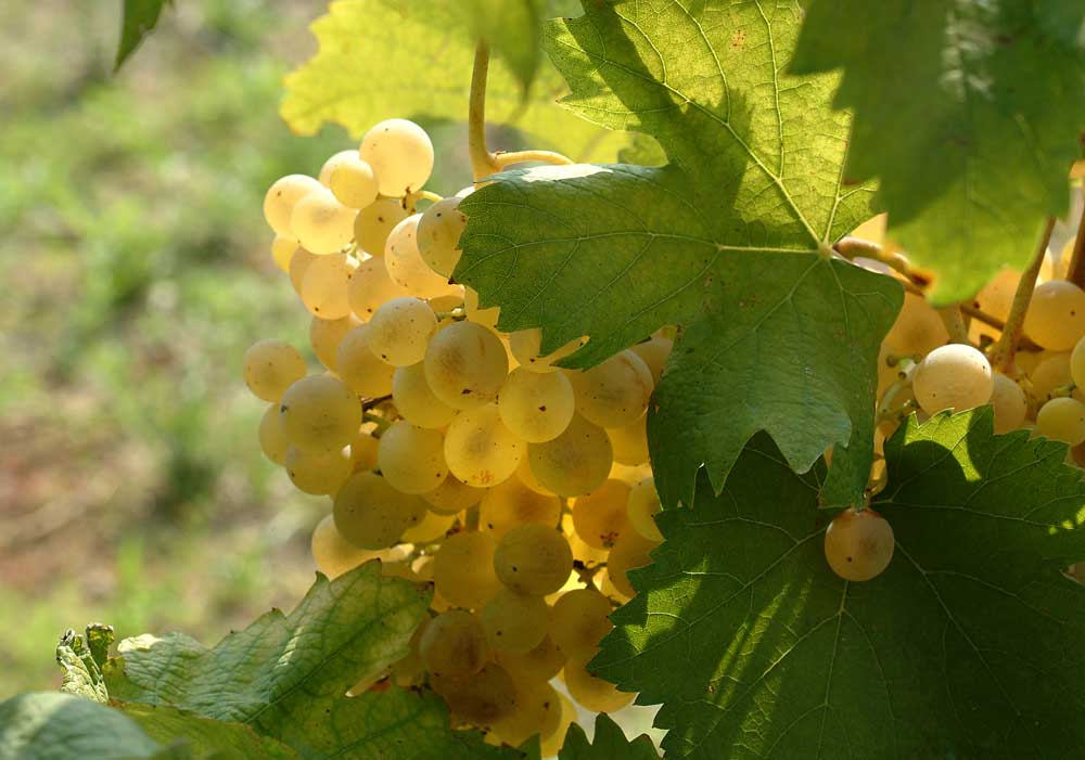 Falanghina Grappolo – Credit ph. Cantina Astroni