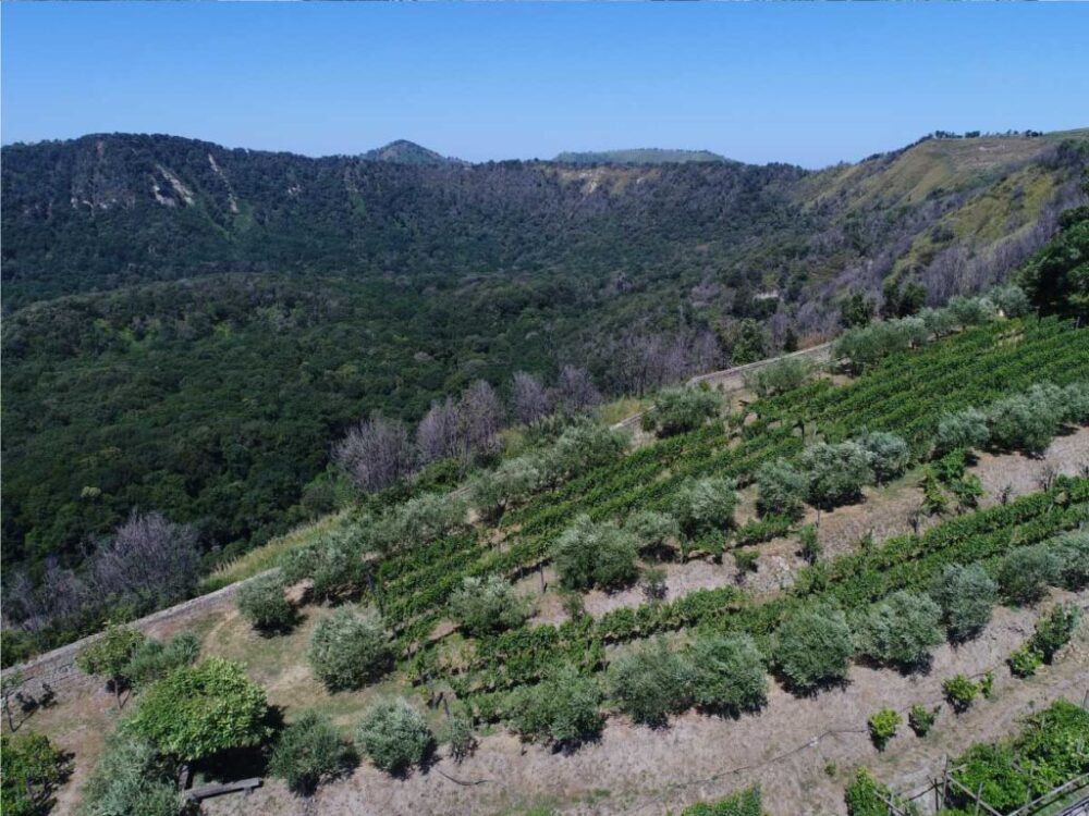 La Vigna Astroni Credit ph. Cantine Astroni