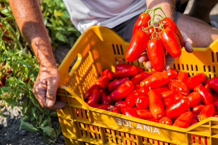 pomodori san marzano