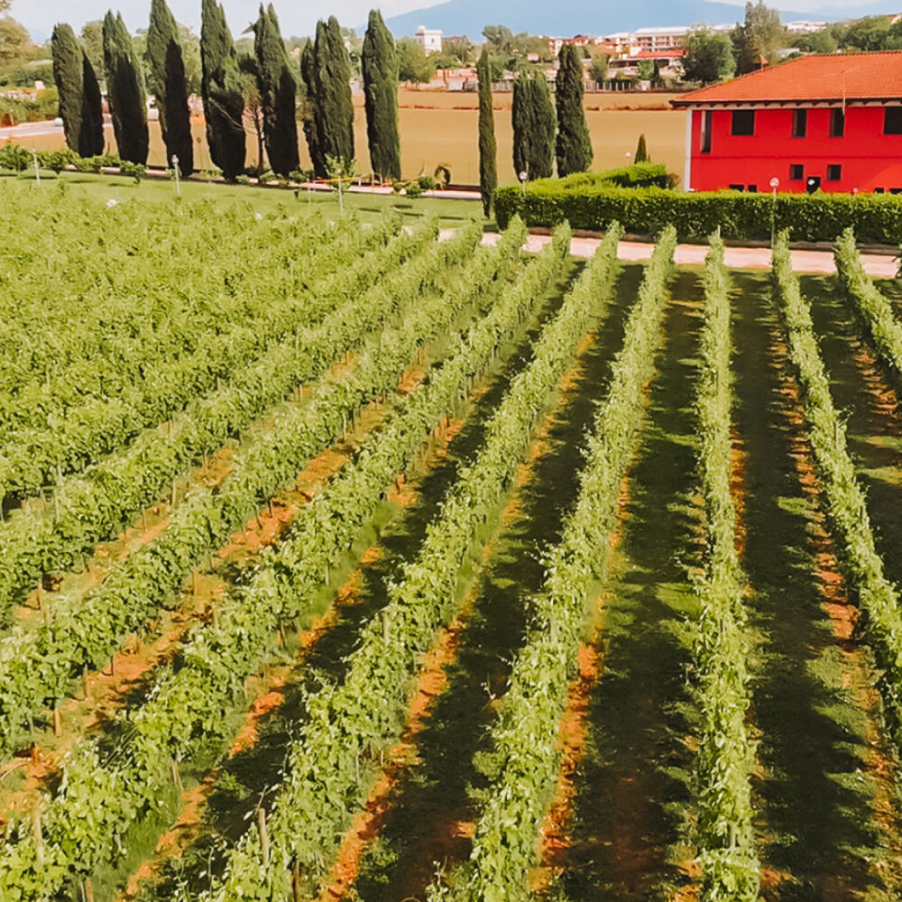 Masseria Campito il vigneto