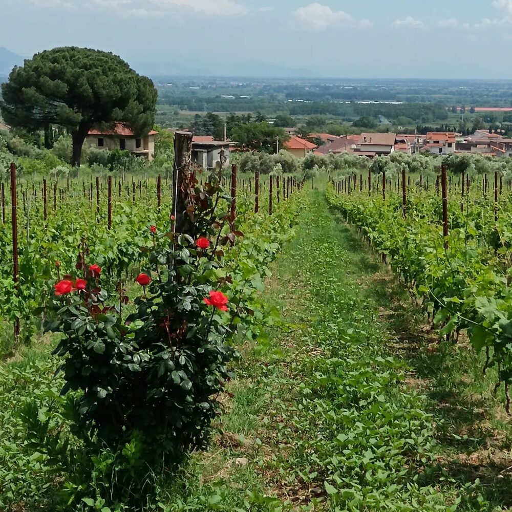 Cantine Papa Vigneto