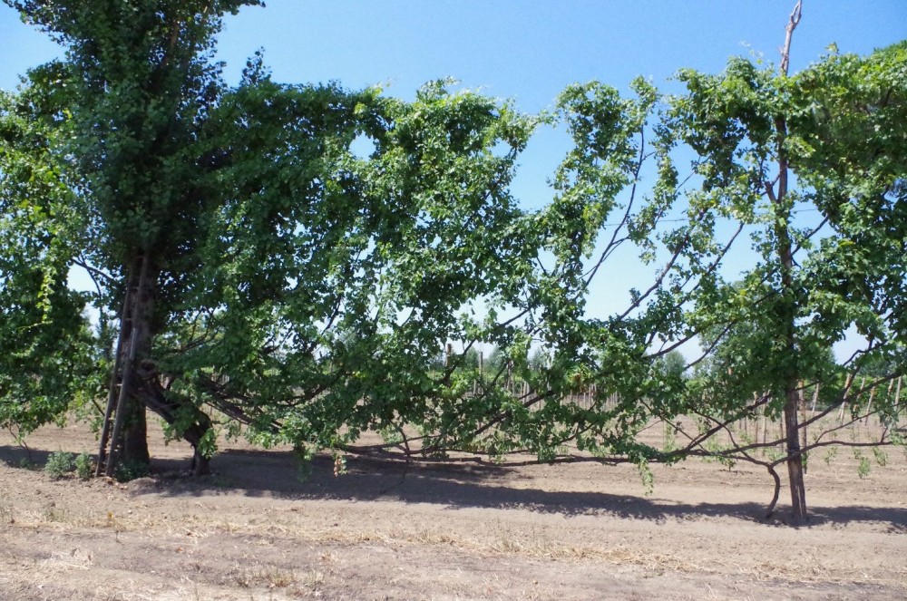 Alberata Aversana centenaria ph. Credit Tenuta Fontana