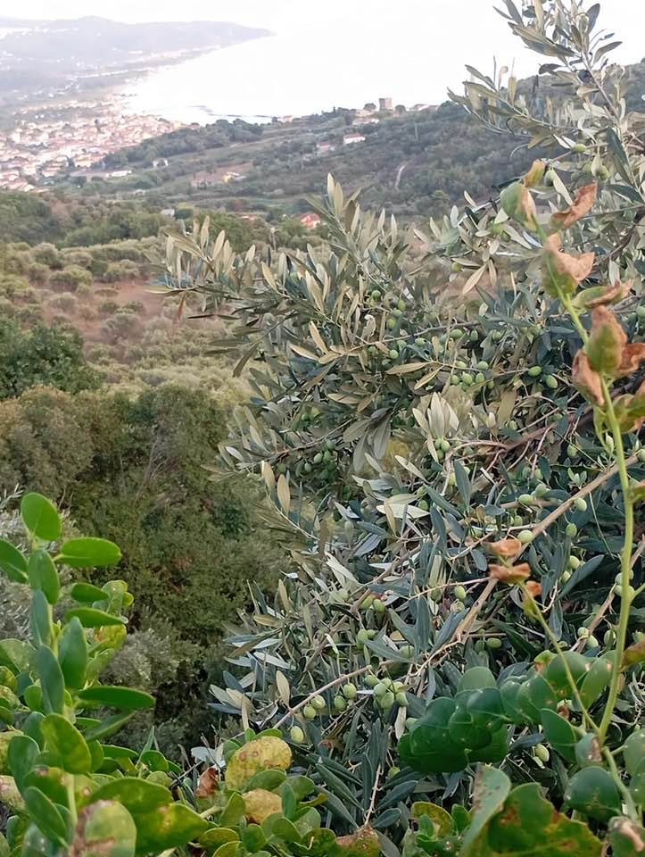 Tenuta la Selva, il paesaggio