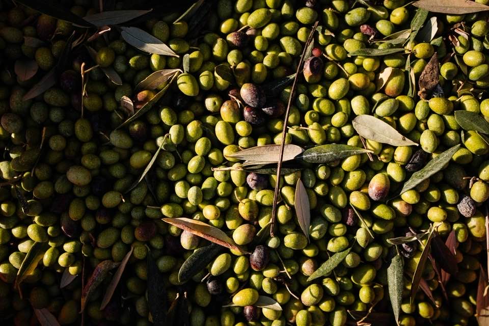 Tenuta la Selva, le olive