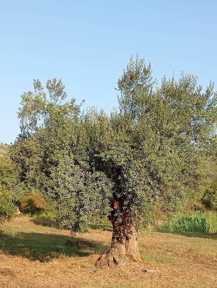 Tenuta la Selva, l'olivo