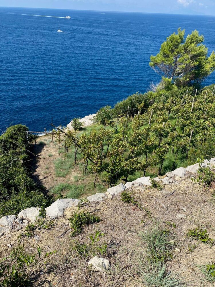 Cantina De Angelis – I vigneti terrazzati con vista su Capri