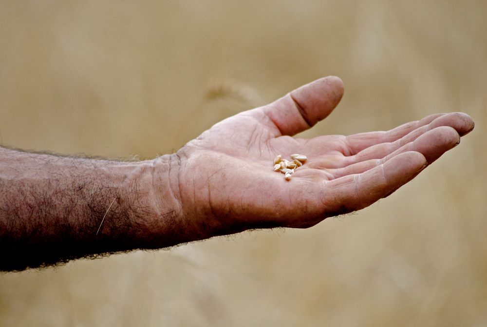 Grano solina dell'Appennino abruzzese Presidio Slow Food - Abruzzo