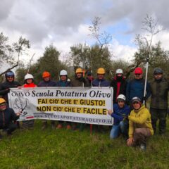 Scuola Potatura Olivo corso formazione avanzato a Castel Morrone