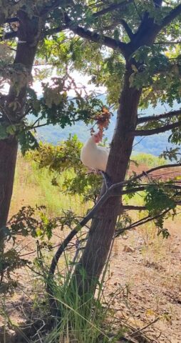 Il dono dell’erba a Ottati: il vero lusso è mangiare uova da galline felici